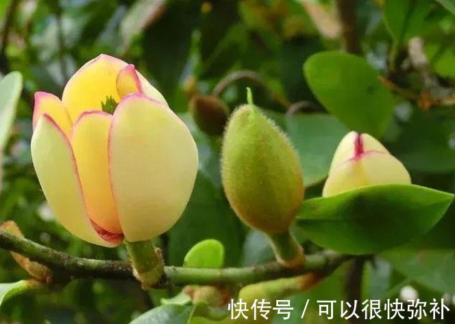 比香水还好闻的4种花,家里养一盆,满屋飘香,四季繁花似锦,美