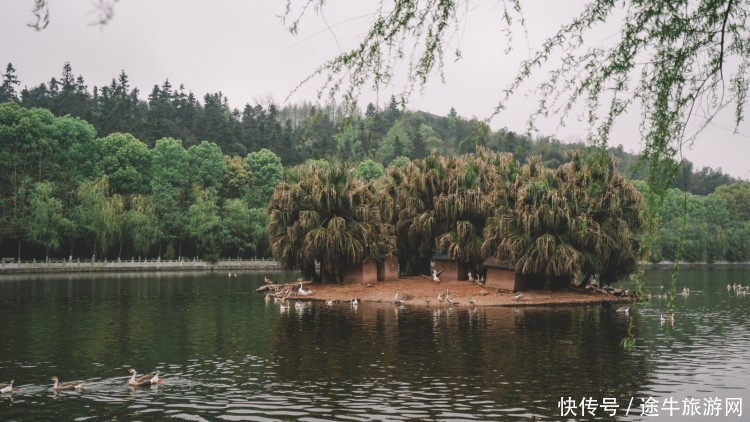 盘龙大观园，花都开好了，你怎么还不来？