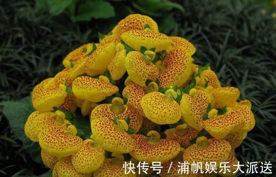 喜欢菊花，不如养盆“稀世之花”荷包花，似佳人伴舞，优雅美丽