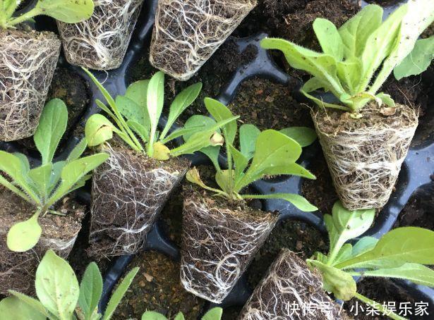 花多多|养花必备肥料,浇水前撒一点,月季开花拳头大!