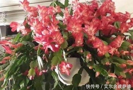 这么给蟹爪兰浇水,蟹爪兰不但没死,还越长越好,真是神奇