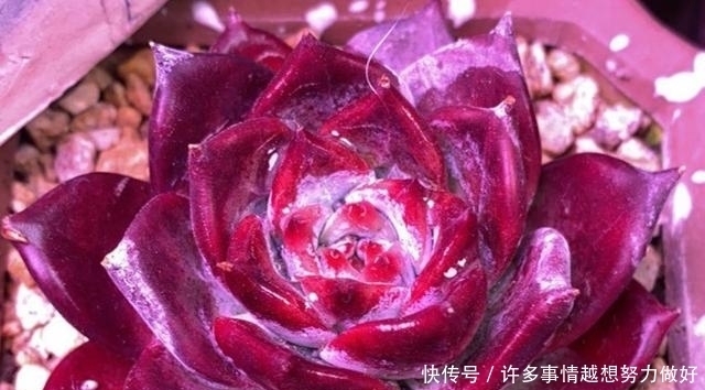 网上买多肉,什么样的多肉比较好?这个问题我跟大家有不同的看法