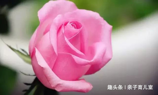 喜欢菊花,一定要养盆“玫瑰精品”苏醒玫瑰,碧叶红花,流光溢彩