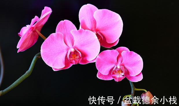 34种常见花草耐冻极限温度,哪些该搬到室内养,一清二楚