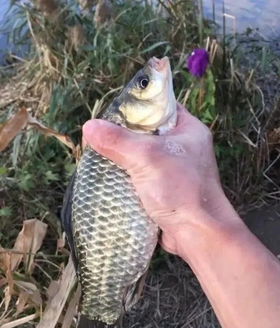 钓友|这几个台钓小技巧平时不显眼,关键时刻却能帮你大忙,记牢了