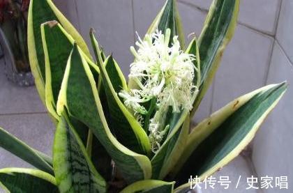 家里有此4种花,安全过冬有技巧,越勤快越容易死,快瞧瞧吧