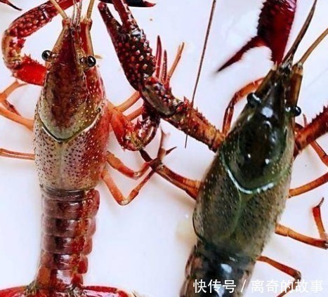 红壳虾|同样是小龙虾,“青壳”和“红壳”的区别其实很大,看完涨知识了