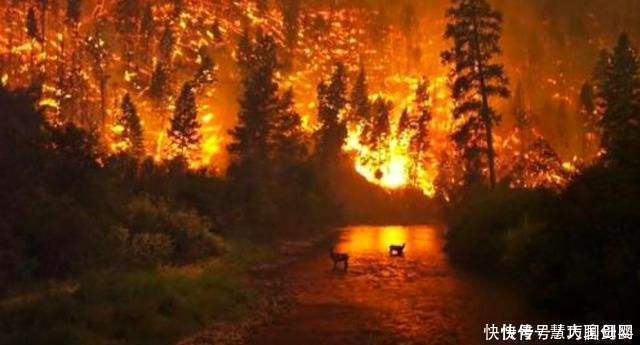 澳大利亚大火后森林植被复苏,科学家脸色难看:新的危机正在酝酿