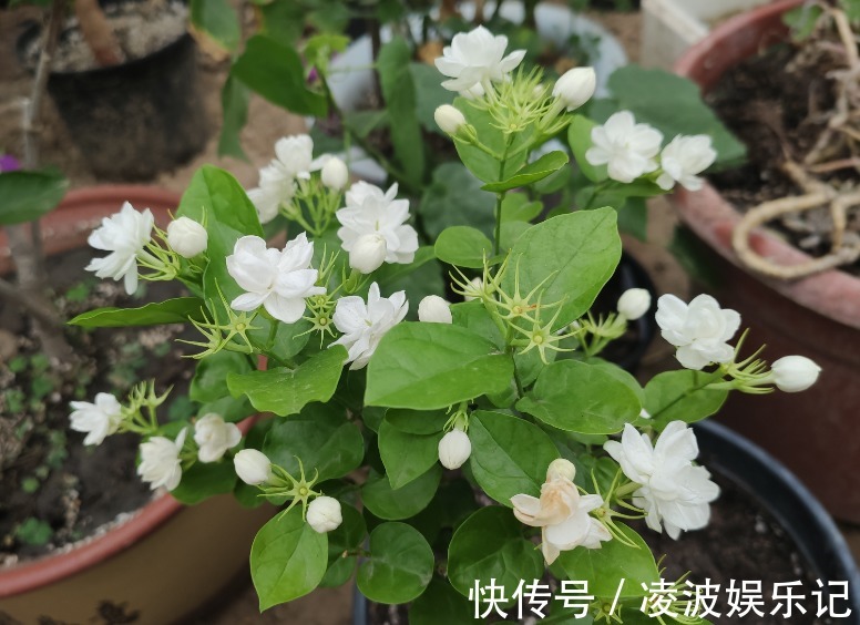 枝条|常见的三种花，夏季一定要“暴晒”，光照越强，花量越大