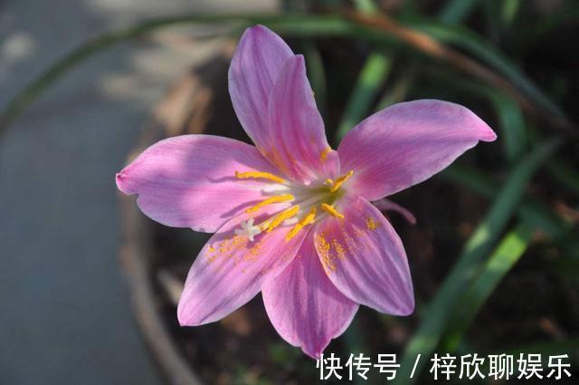 风雨兰这样养护,生长速度快开花美丽,能一直开到11月份