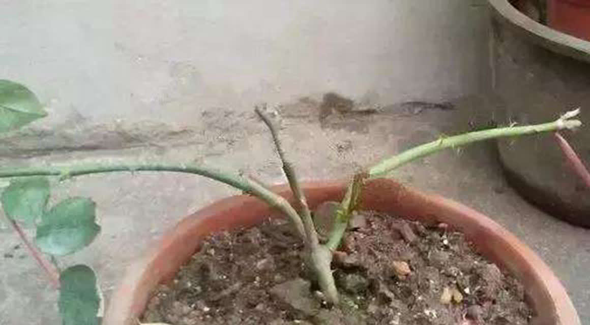 月季春天压一压,一个芽变“一排芽”,枝繁叶茂好开花