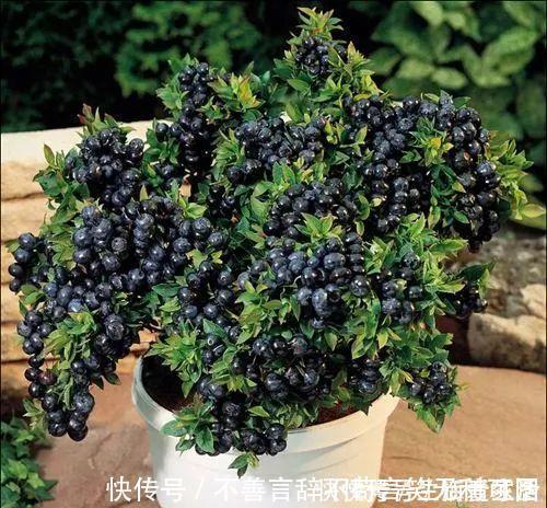 阳台上|还在苦苦养花吗？今年都流行种果树了，开完花就结果，味甜真不错