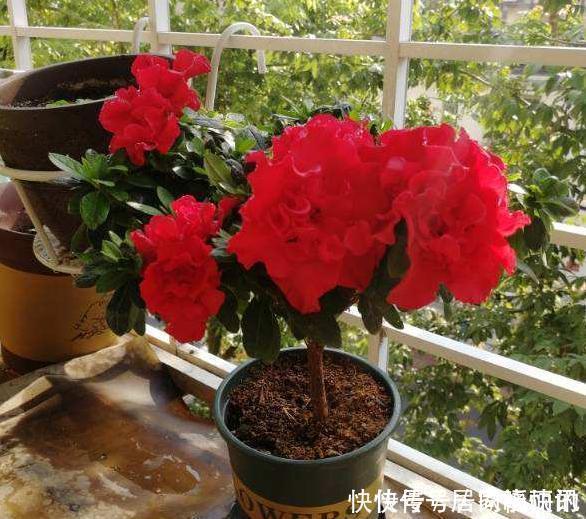 公认难养的2种花，养一棵死一棵，年年收空盆