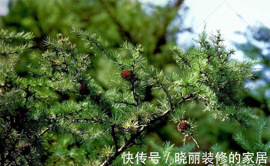 台友们|从获取小苗开始，培育一盆异叶南洋杉盆景！