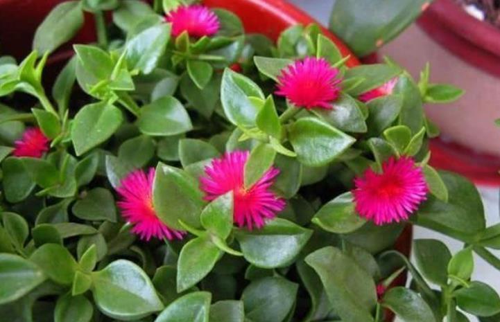 4种花自带财运,家里养一盆,30天不浇水照样生长,一年开花不断