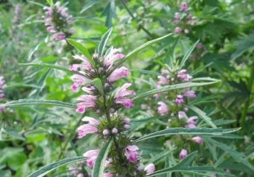 坠胀感|十个女人九个妇科病,此物泡水喝杀菌消炎,缓解痛经,保养子宫