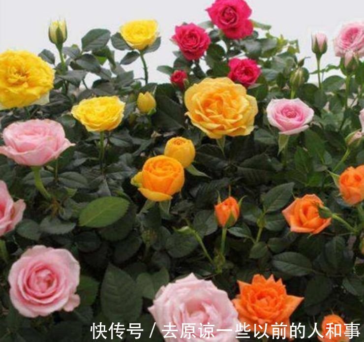 3种花很适合阳台养，花香四溢，开花旺，养庭院，十里飘香