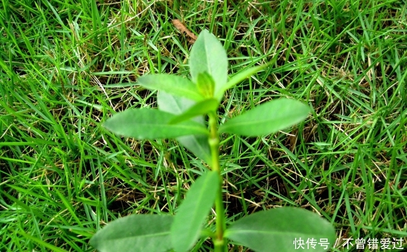 野草|这个普通野草,提升免疫力,被誉为“中药百草之王”