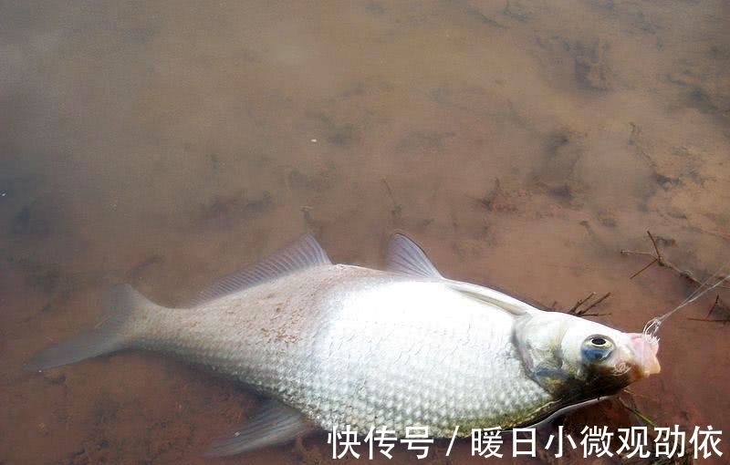 大鱼|钓了这么多年的鱼，才知道夏天钓鱼要这样钓，怪不得高手总上大鱼