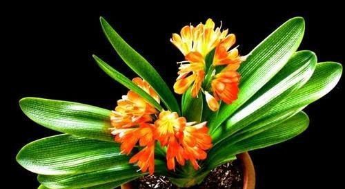 这种“垃圾”用来养君子兰,能让它开“爆盆”,效果不比花肥差