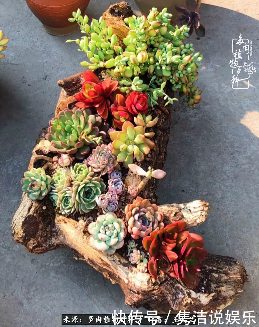 多肉遇上枯木木花盆,姑娘自己造!