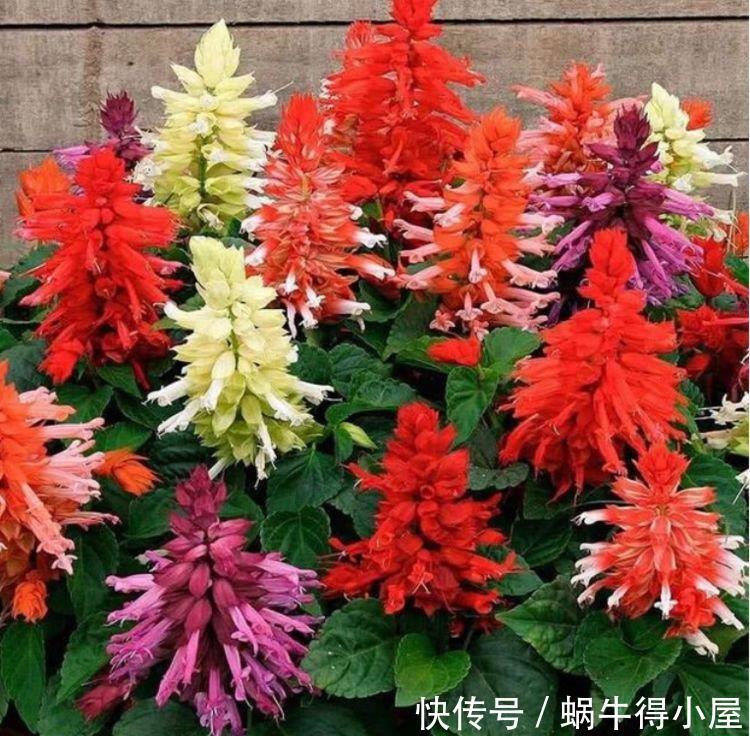 谁见了都喜欢的4种花，好养又漂亮，花开不断，还能旺财！