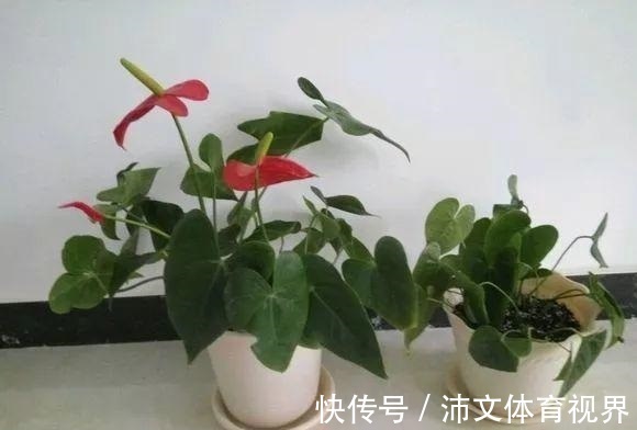 过年买花要“会挑”，4种花养家里“大吉大利”，谁看都有档次