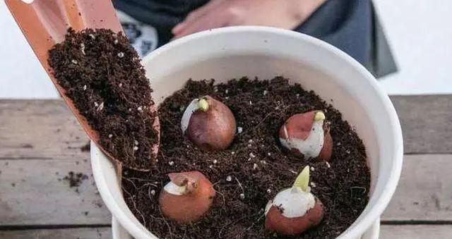 仙客来|想要养好球根花卉,这4点要注意,赶紧学起来,每年都可以开花