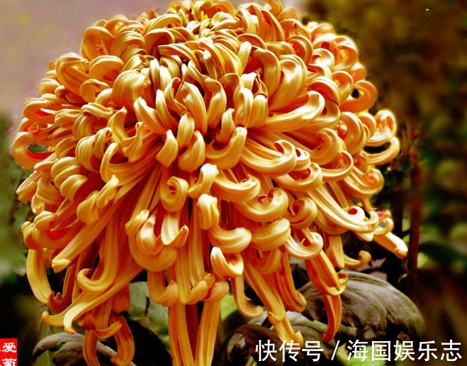 金凤|喜欢菊花，就养盆“菊中珍品”华峰烟雨，似金龙金凤，妖娆霸气