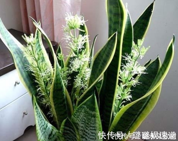 居家就养此款花卉,不闻不问,越不管长得越旺,懒人新手最适合!