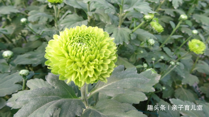喜欢菊花,不如养”乒乓菊系列“绿乒乓菊,似绿如新翠,小巧玲珑