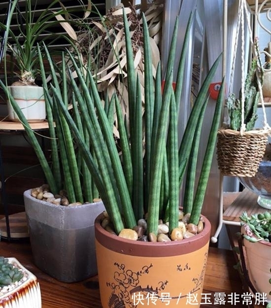 养花常见问题汇总，这5种植物，你注意这几点！