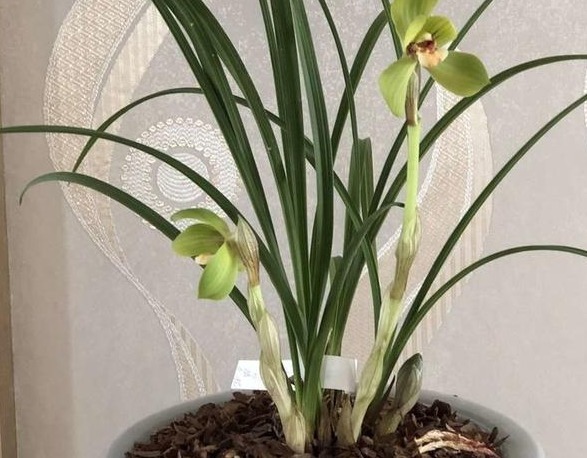 兰花长得慢,1种“果皮”用一用,加上“营养水”,爆盆不停!