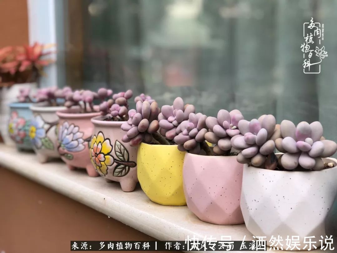 肉友|深秋里,种多肉、赏多肉、会肉友,马不停蹄快乐多!