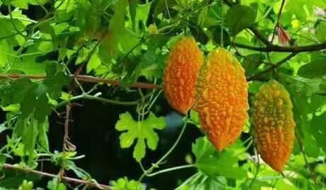 一个2味药的经典配方,心痛、胸痛、胃痛、腹痛