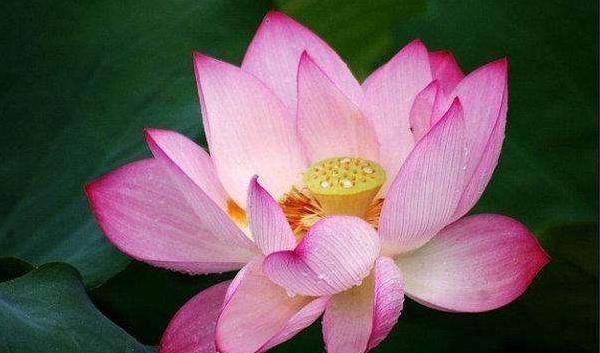 虎威&俗话说:人心隔肚皮,有4种人“面善心黑”,远离才能福运满满!