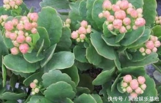 长寿花冒出花苞后,狠一狠心,才能爆盆!