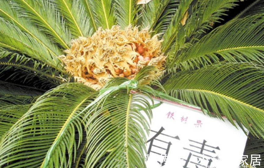 “美丽有毒”的植物，快来认识11种“毒花毒果”，不吃亏不上当