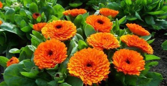 种子发芽温度|养花却不知道什么时候播种,看了此个就知道了