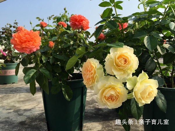 喜欢养玫瑰，就养盆“玫瑰精品”土星王阳台，丰腴婀娜，富贵祥瑞