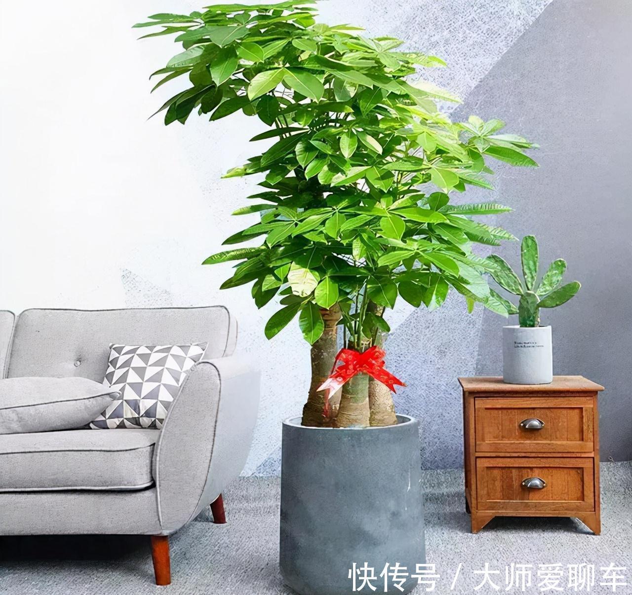 净化|公认的6种吉祥花,株型奇特寓意好,还能吸废气,大人孩子都喜欢