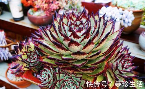 多肉乌木难上色?教你这样养,叶片饱满挺拔霸气侧漏