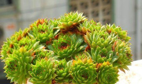 这5种多肉植物,便宜又好养,一不小心就会爆盆