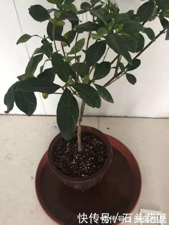 家里有5种花，12月之前要“动剪刀”，舍得剪、花量翻倍