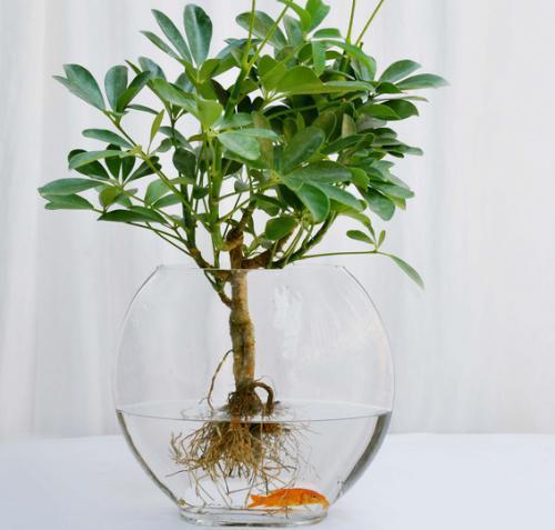 枝条|家里养盆它,不怕二手烟,捡个枝条插水里就能活!