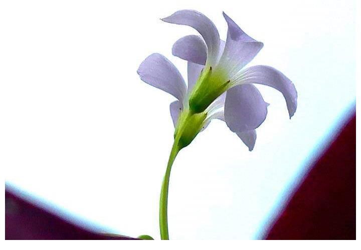 富贵|晴开夜合，美丽富贵的紫叶酢浆草花开了