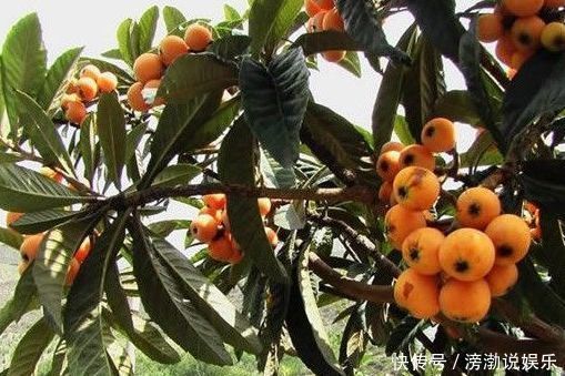 枇杷|农村娃童年的这些美食,食用价值高,营养很丰富,很珍贵