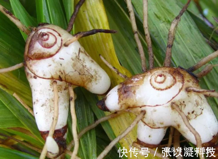 美白仙子|一种药材濒临灭绝,人称“美白仙子”,一斤能卖到600多元!