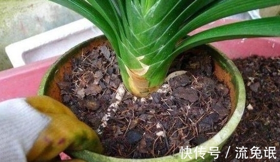 根系|如何判断君子兰需要换盆了,看准这些