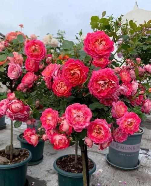 追什么肥能让月季花花瓣增厚？